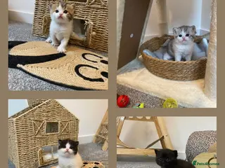 British Shorthair cats ✨ Stunning British Shorthair Kittens ✨ - Advert 4