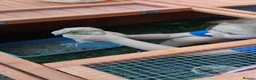 Quail poultry for sale: Group of 5 Jumbo Quail in lay  - Advert 3