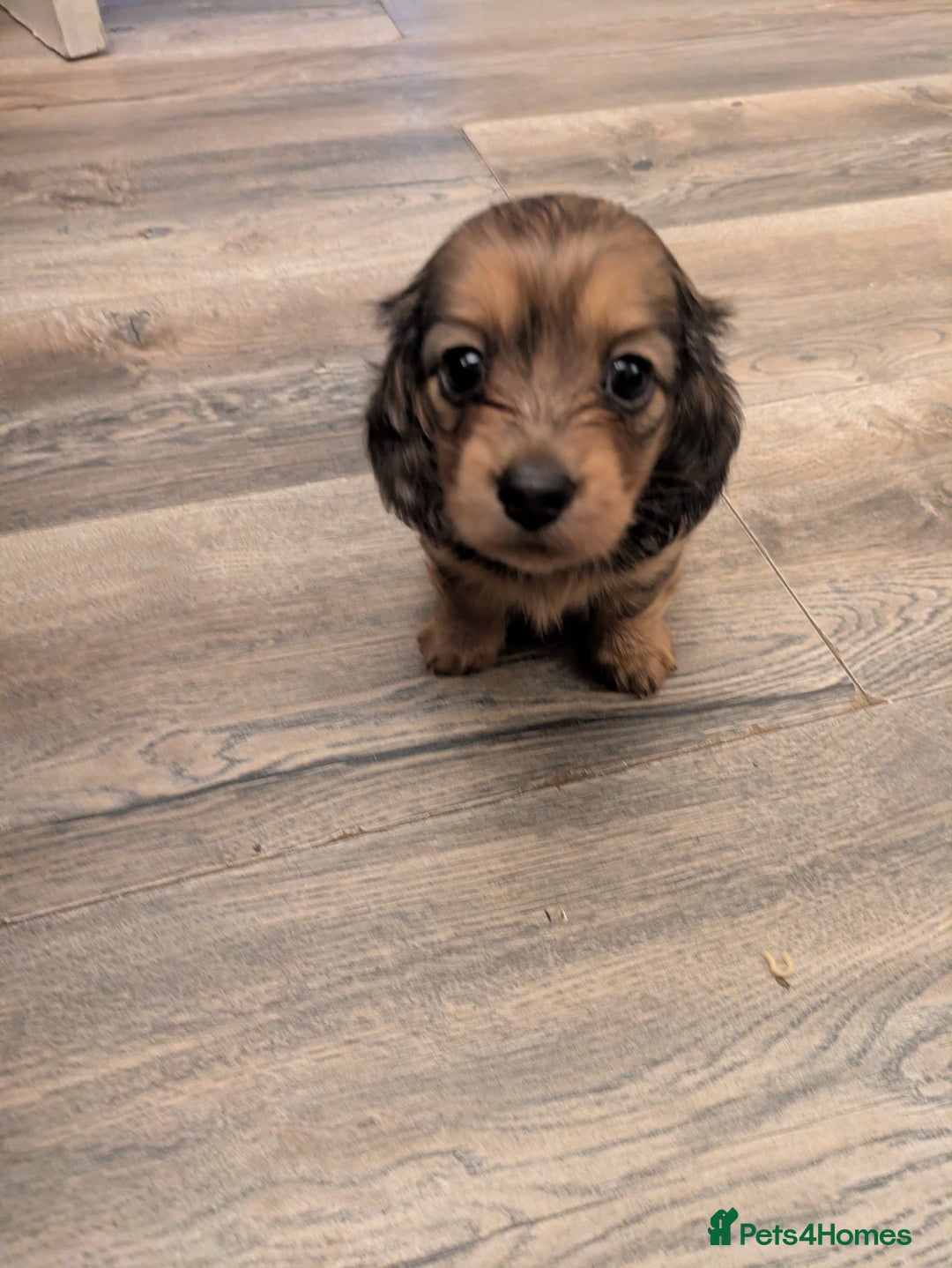 Miniature Dachshund dogs for sale: Long haired miniature dachshund - Advert 5