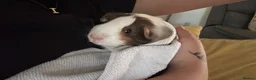 Guinea Pig rodents for sale: 4 x female guinea pigs and cage  in Whitchurch - Advert 4