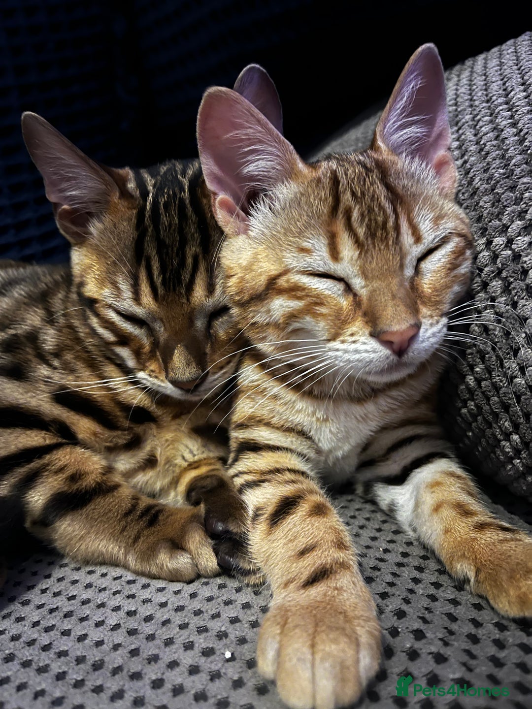 Bengal cats for sale: 2 lovable bengal brothers - Advert 12