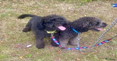 Poodle dogs - Advert 5