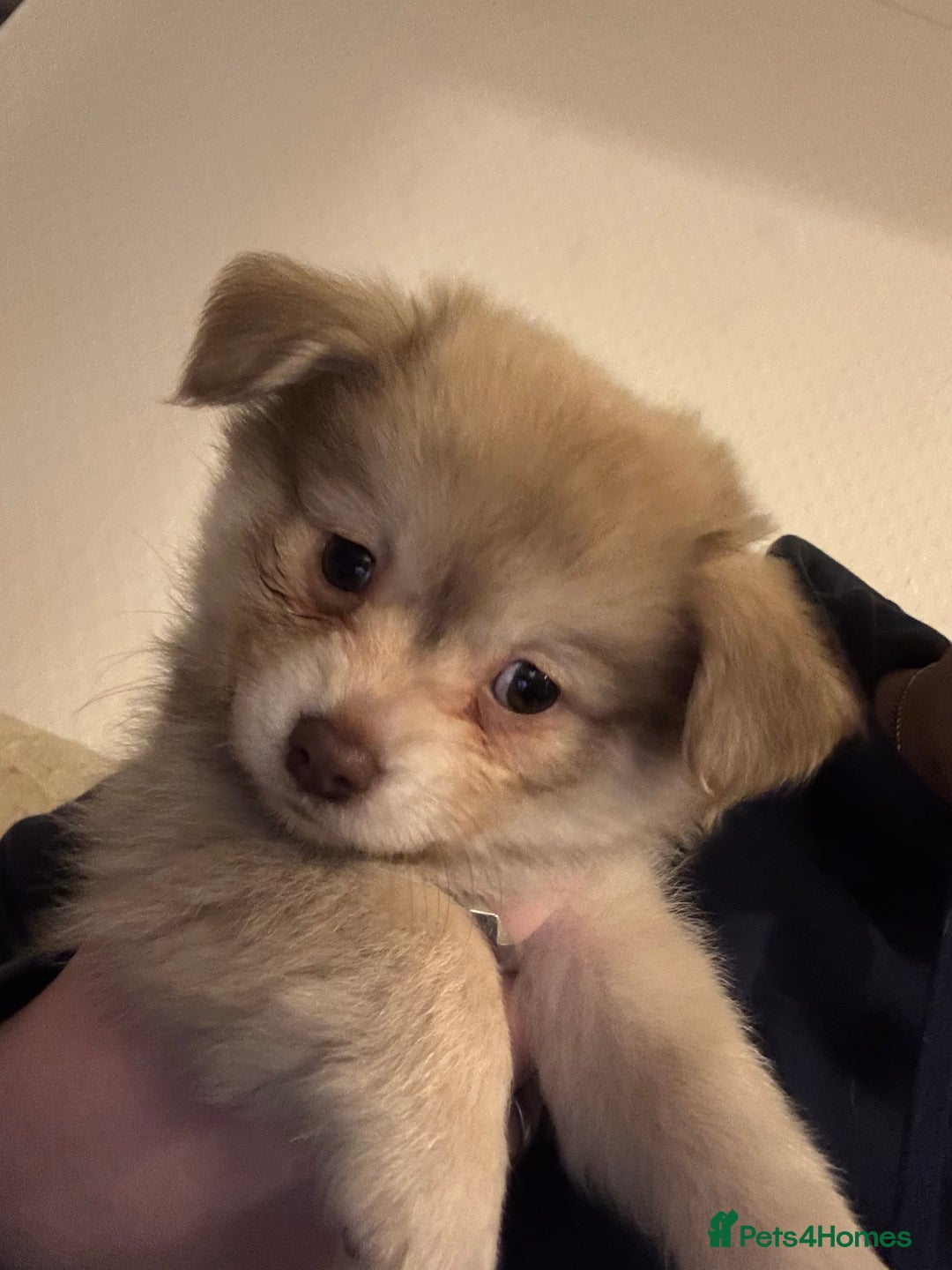 Chihuahua dogs for sale: Only 2 left! Chihuahua x Dachshund Puppies - Advert 8