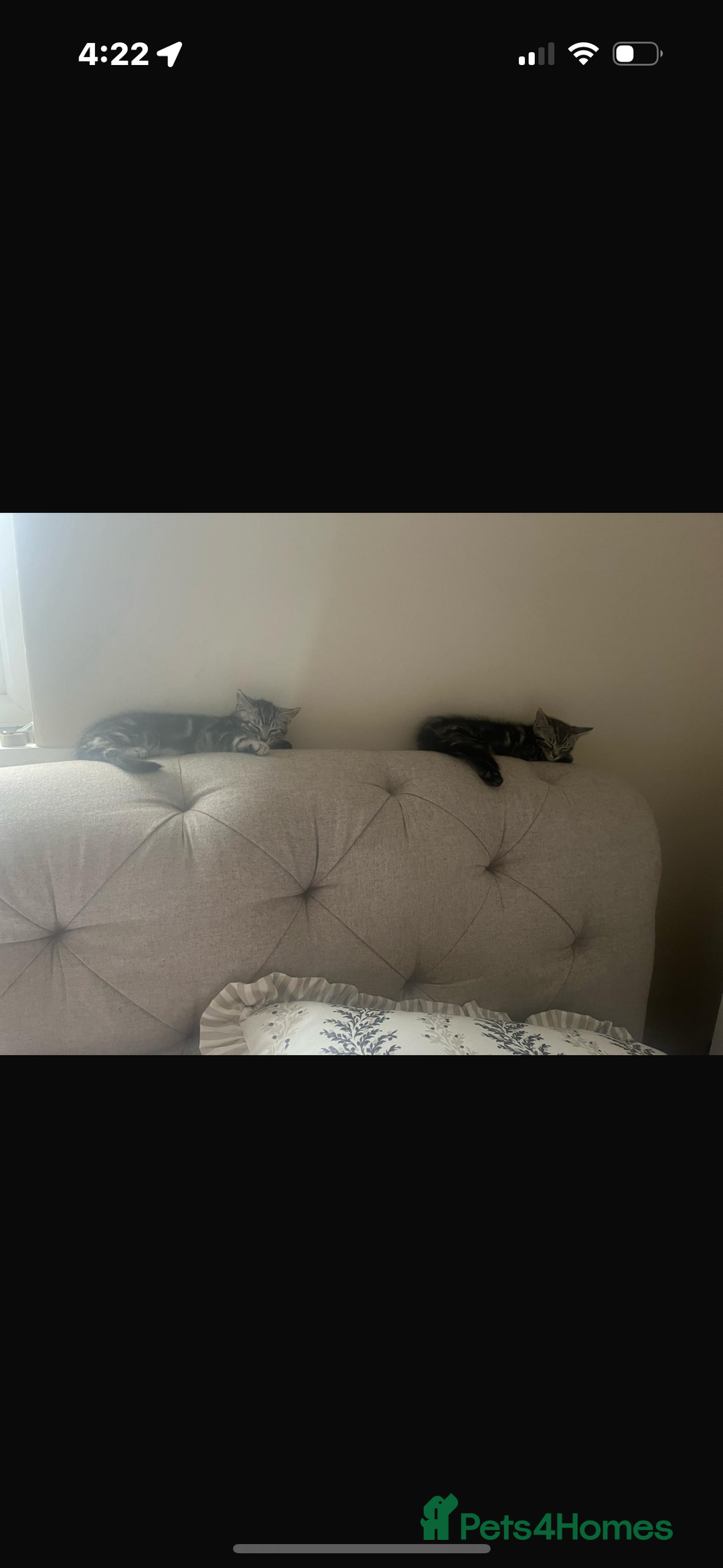 Mixed Breed cats for sale: Mixed breed grey kittens  - Image 3