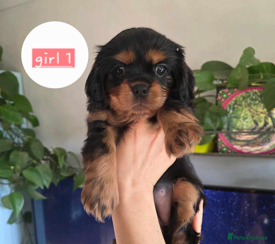 Cavalier King Charles Spaniel dogs for sale: Cavalier King Charles puppy girls - Image 2