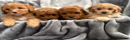 Cavapoo dogs for sale: EXTENSIVELY HEALTH TESTED F1 CAVAPOO BABIES  - Advert 6