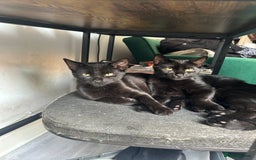 Mixed Breed cats for sale: ASAP 2 beautiful girls  - Image 2