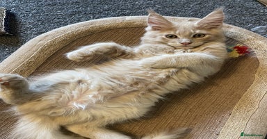 Maine Coon cats - Advert 9