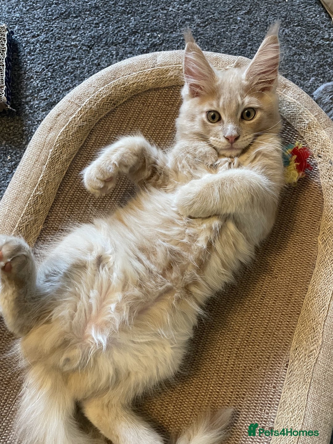 Maine Coon cats for sale: One Beautiful TICA Registered Maine Coon Boy Left! - Image 2
