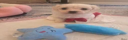Bichon Frise dogs for sale: Cute puppies 🩷🩷💙💙 - Advert 3