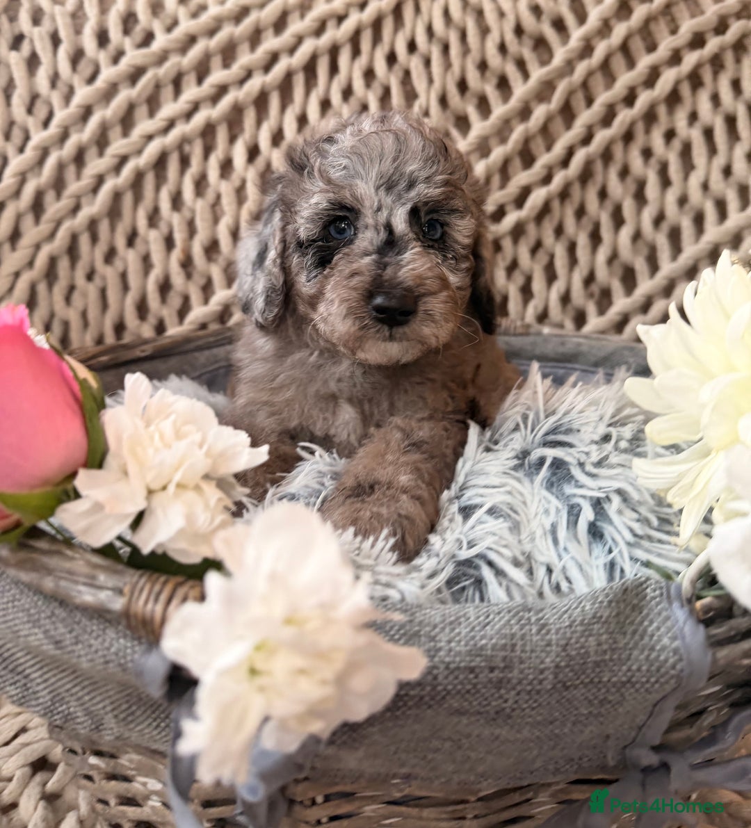 Cavapoo dogs for sale: Teddy bear miniature Cavapoos 🩷 - Advert 10