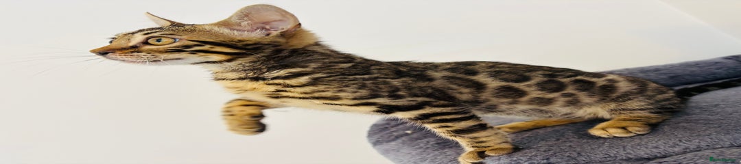 Bengal Kitten 4