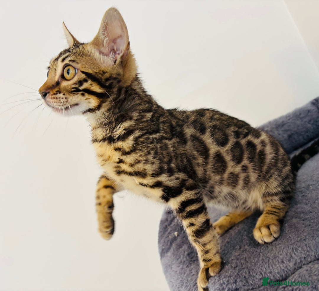 Bengal cats for sale: Stunning TICA registered bengal kittens  in Huntly - Image 12