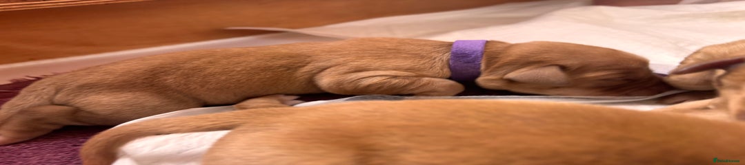 Labrador Retriever Puppy 3 Purple