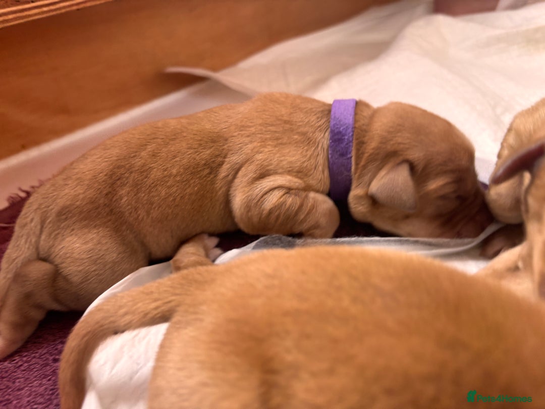 Labrador Retriever dogs for sale: KC Reg ‘Fox Red’ Labrador Retrievers  - Image 15