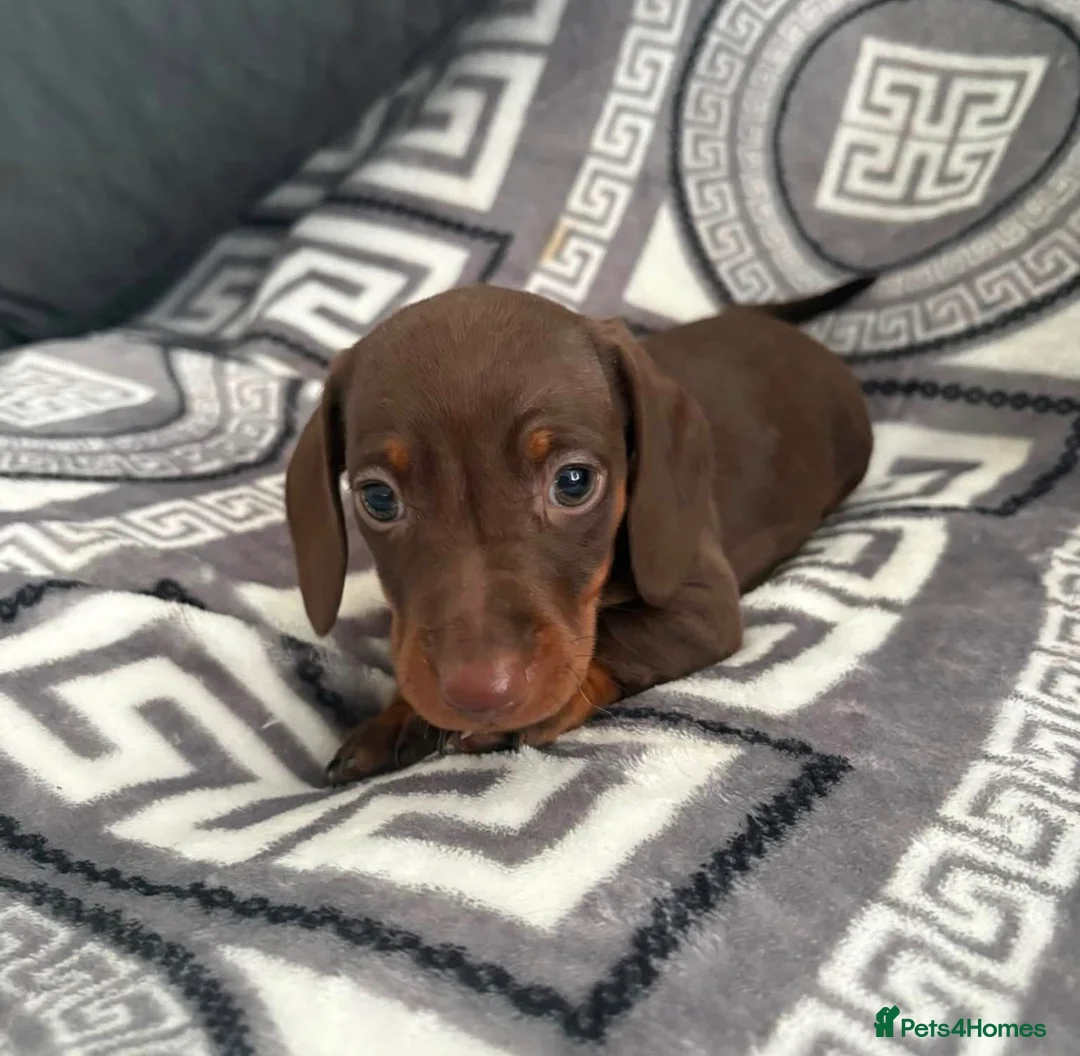 Miniature Dachshund dogs for sale: Miniature dachshunds  in Spennymoor - Advert 2
