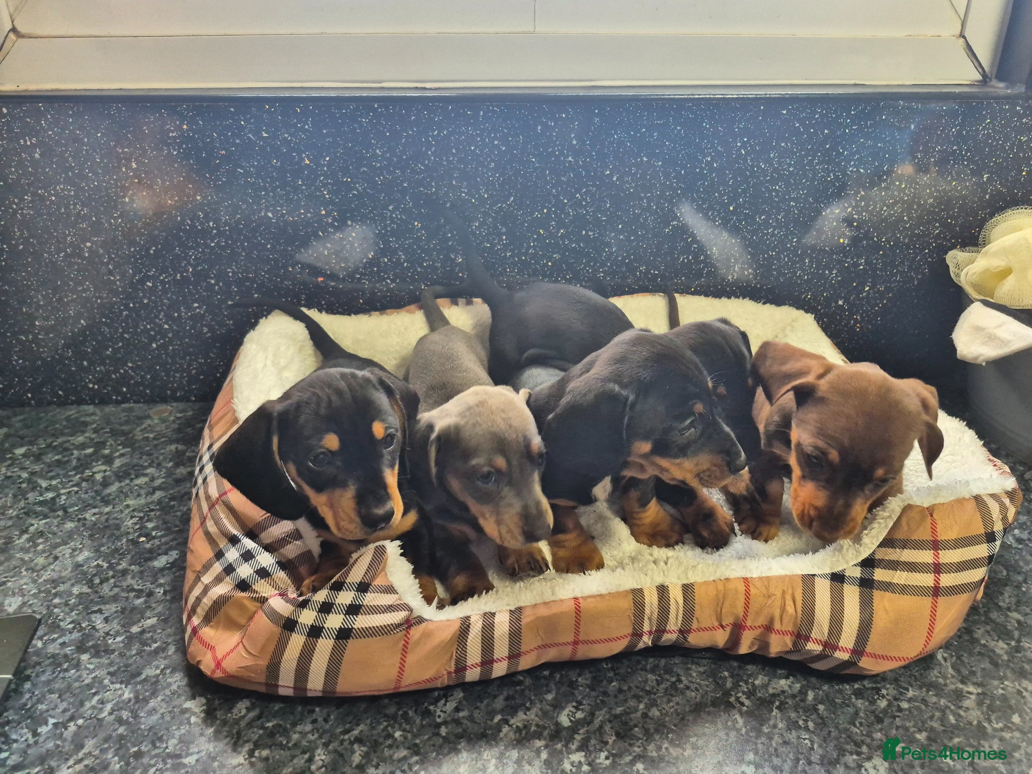 Miniature Dachshund dogs Beautiful daschund puppies ready to leave  - Advert 3