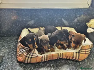Miniature Dachshund dogs Beautiful daschund puppies ready to leave - Advert 3