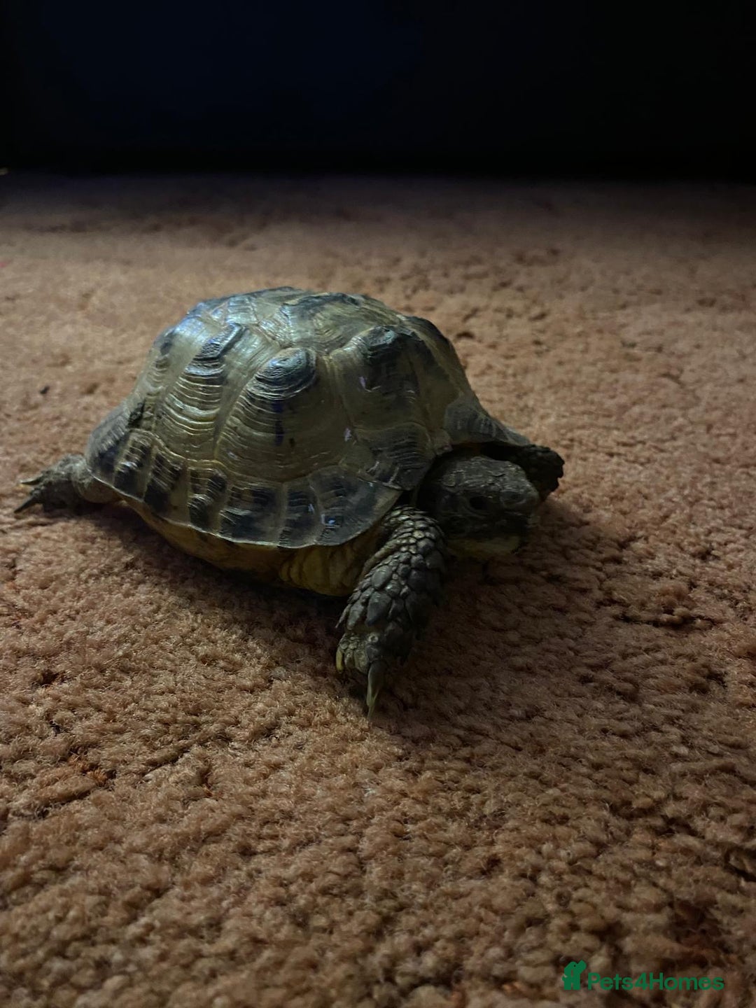 Tortoise reptiles for sale: Pair of Male Horsefield Tortoises with full set up - Advert 15