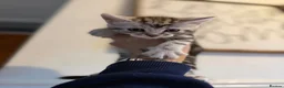Maine Coon cats for sale: Maine coon kittens  in Brixham - Advert 3