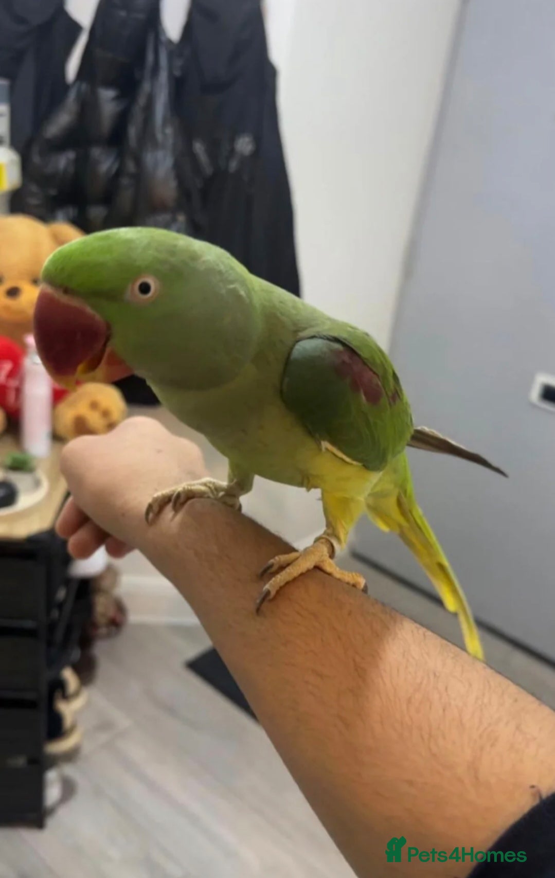 Finches birds Alexandrine parrot - Advert 6