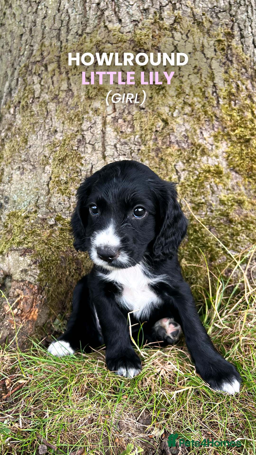 Cocker Spaniel dogs for sale: Cocker Spaniel male left KC Registered Docked  - Image 7