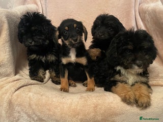 Cockapoo dogs Gorgeous f1 cockapoo puppies - Advert 2