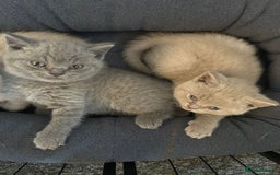 British Shorthair cats for sale: Stunning British Shorthair ready to reserve  - Image 34