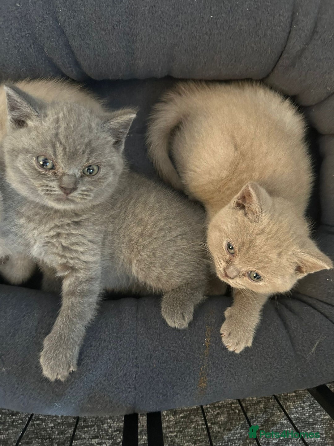 British Shorthair cats for sale: Stunning British Shorthair ready to reserve  - Image 34
