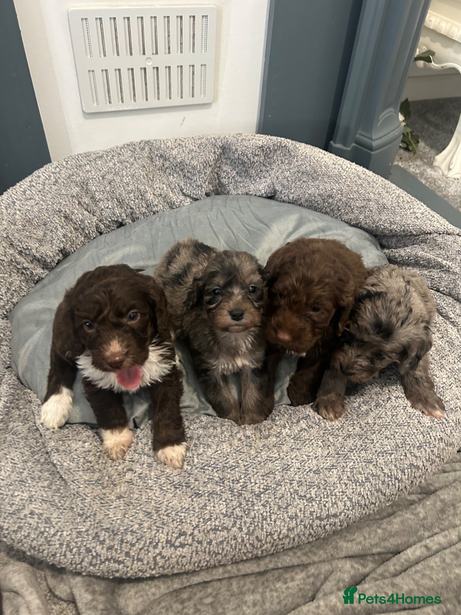 Cockapoo dogs F1 miniature cockerpoos  - Advert 16