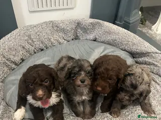 Cockapoo dogs F1 miniature cockerpoos - Advert 16