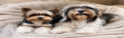 Biewer Terrier dogs for sale: ❤️ Beautiful Biewer Terriers 1 Boy & 2 Girls  ❤️ - Advert 3