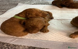 Cavapoo dogs for sale: F1b Cavapoo  - Image 2
