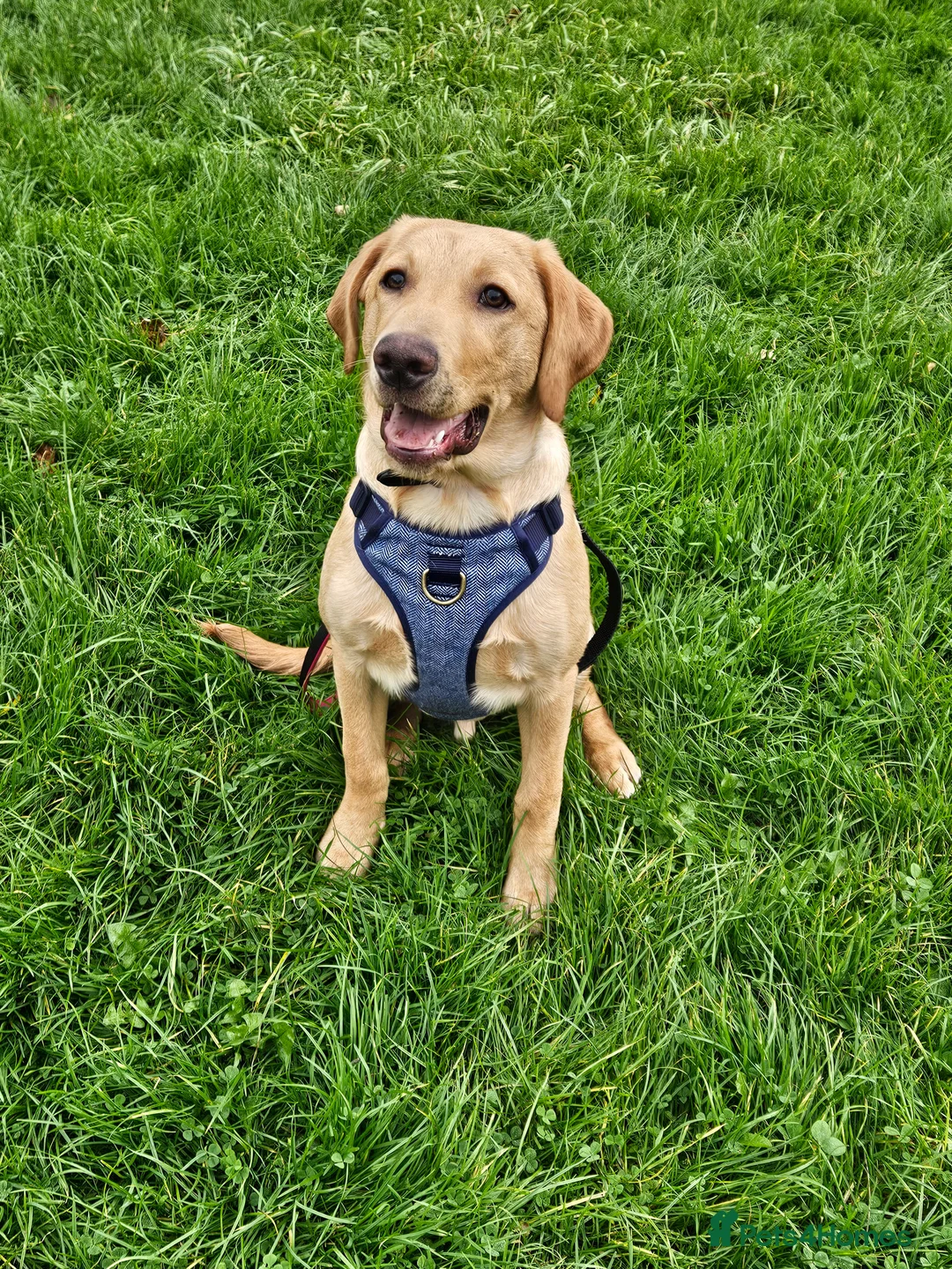 Labrador Retriever dogs for sale: Male 9 month labrador - Advert 6