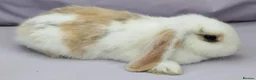 Mixed Breed rabbits for sale: Cute & Loving French x Mini Lop Ready!!! - Advert 3