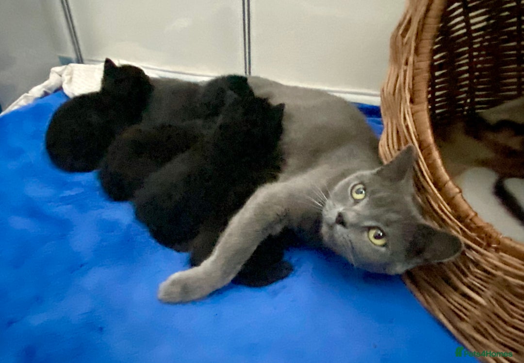 British Shorthair cats for sale: British shorthair black cross kittens  - Advert 2