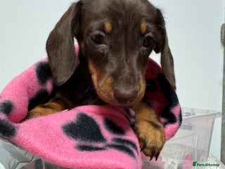 Miniature Dachshund dogs BROWN AND TAN GIRL PUPPY - Advert 7