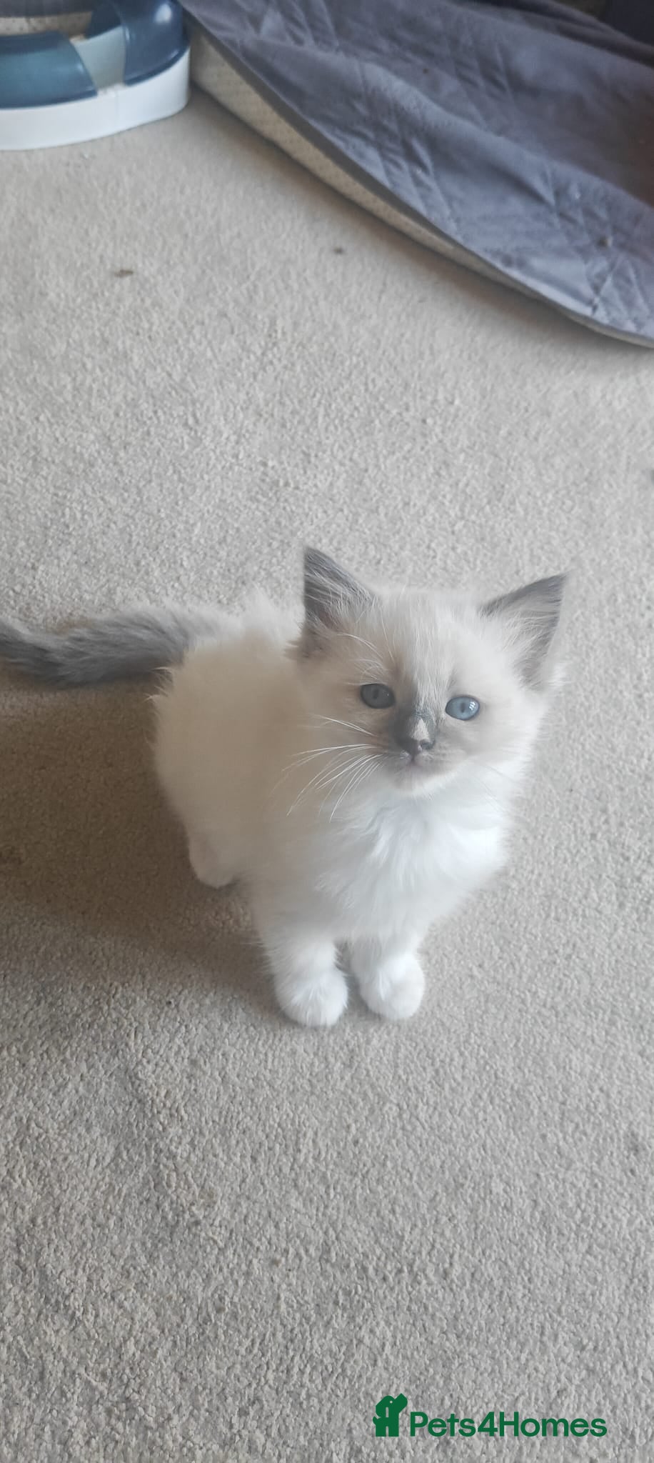 Ragdoll cats BLUE POINT RAGDOLL GIRL - Advert 9