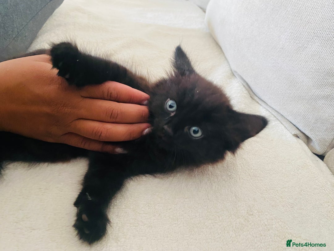 American Shorthair cats for sale: 2 males  - Image 2