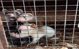 Ferret rodents for sale: 9 Ferrets for sale - Image 14