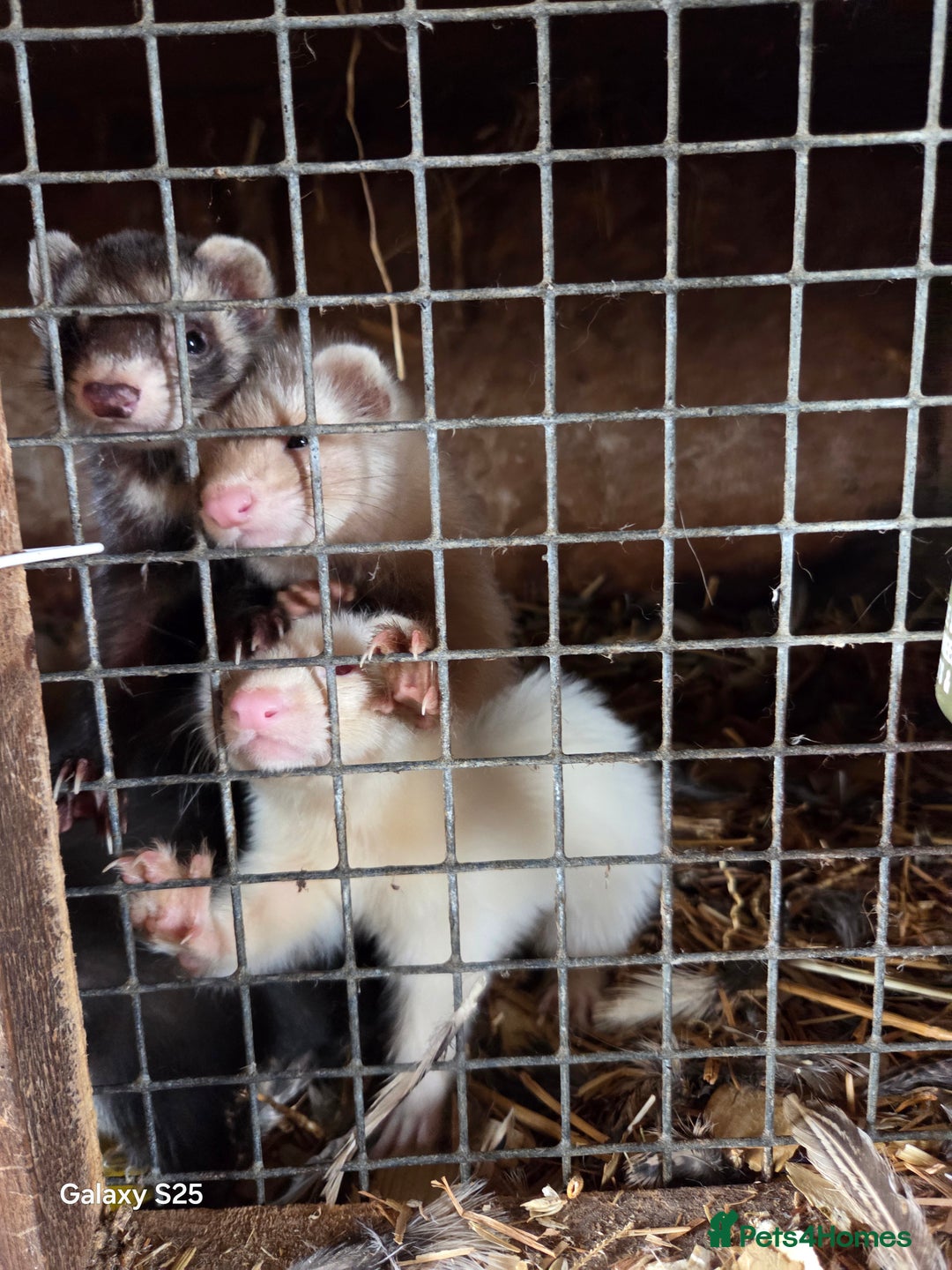 Ferret rodents for sale: 9 Ferrets for sale - Image 14