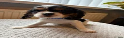 Cavalier King Charles Spaniel dogs for sale: Tri/ Blenheim Cavalier King Charles Puppies ready  - Advert 20