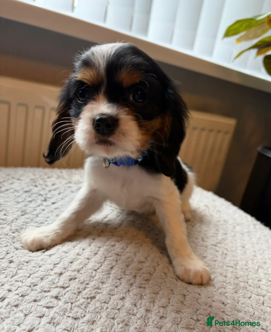 Cavalier King Charles Spaniel dogs for sale: Tri/ Blenheim Cavalier King Charles Puppies ready  - Advert 20