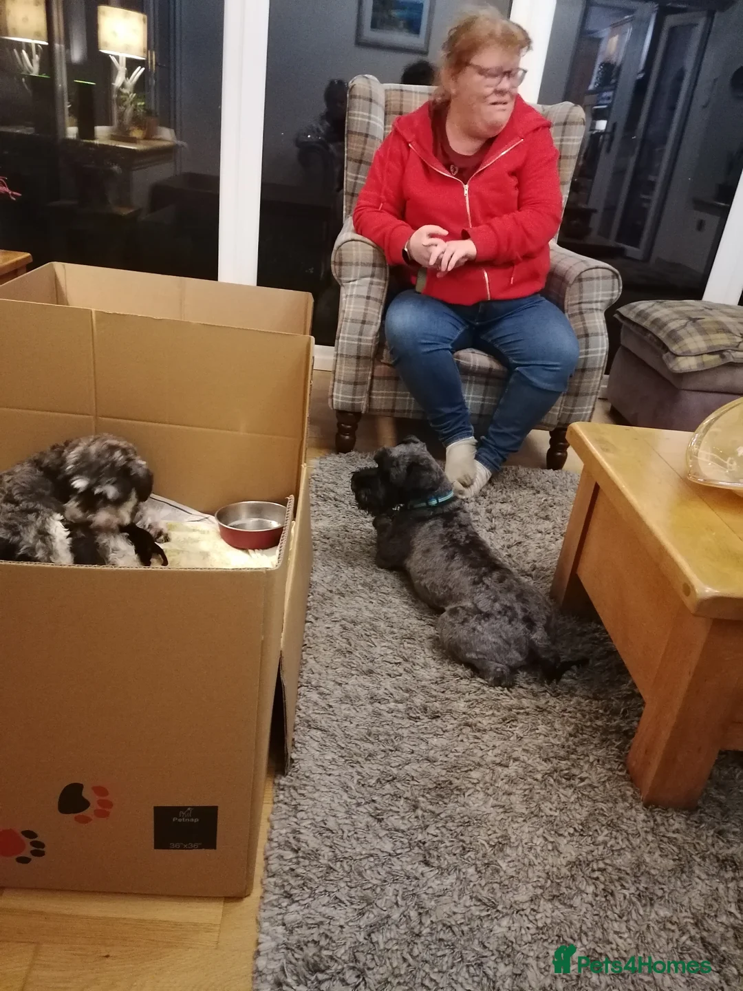 Miniature Schnauzer dogs for sale: Miniature schnauzer puppies - Advert 4