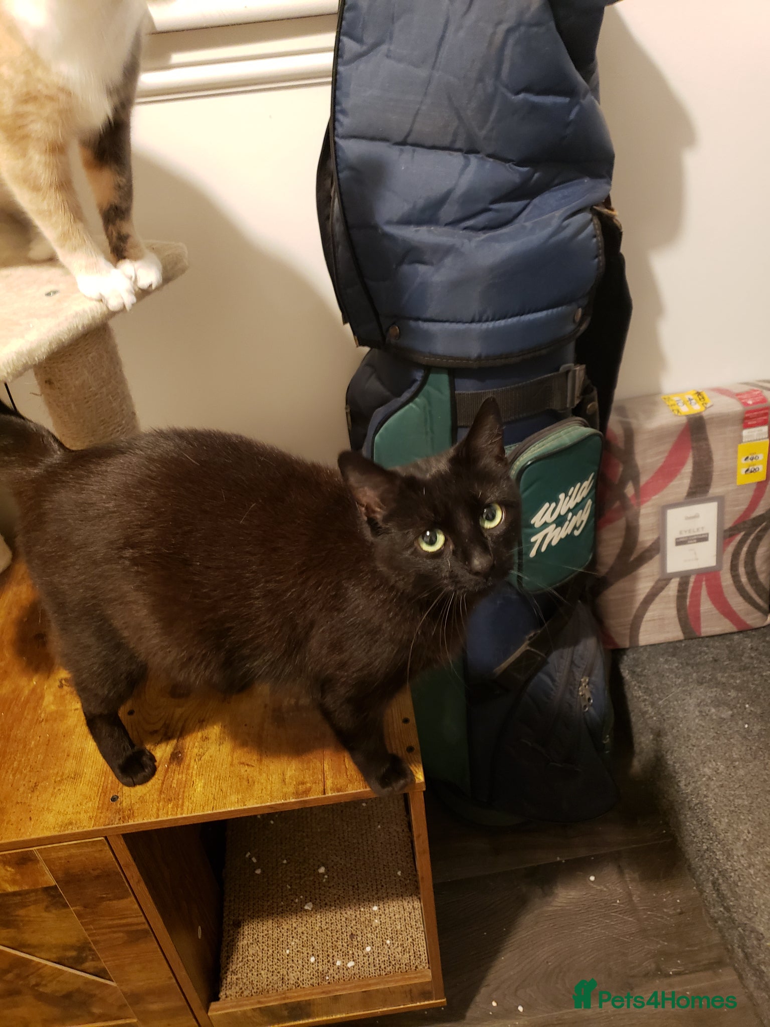 Bengal cats Bengal/Bsh cross Havana Brown kittens - Advert 2