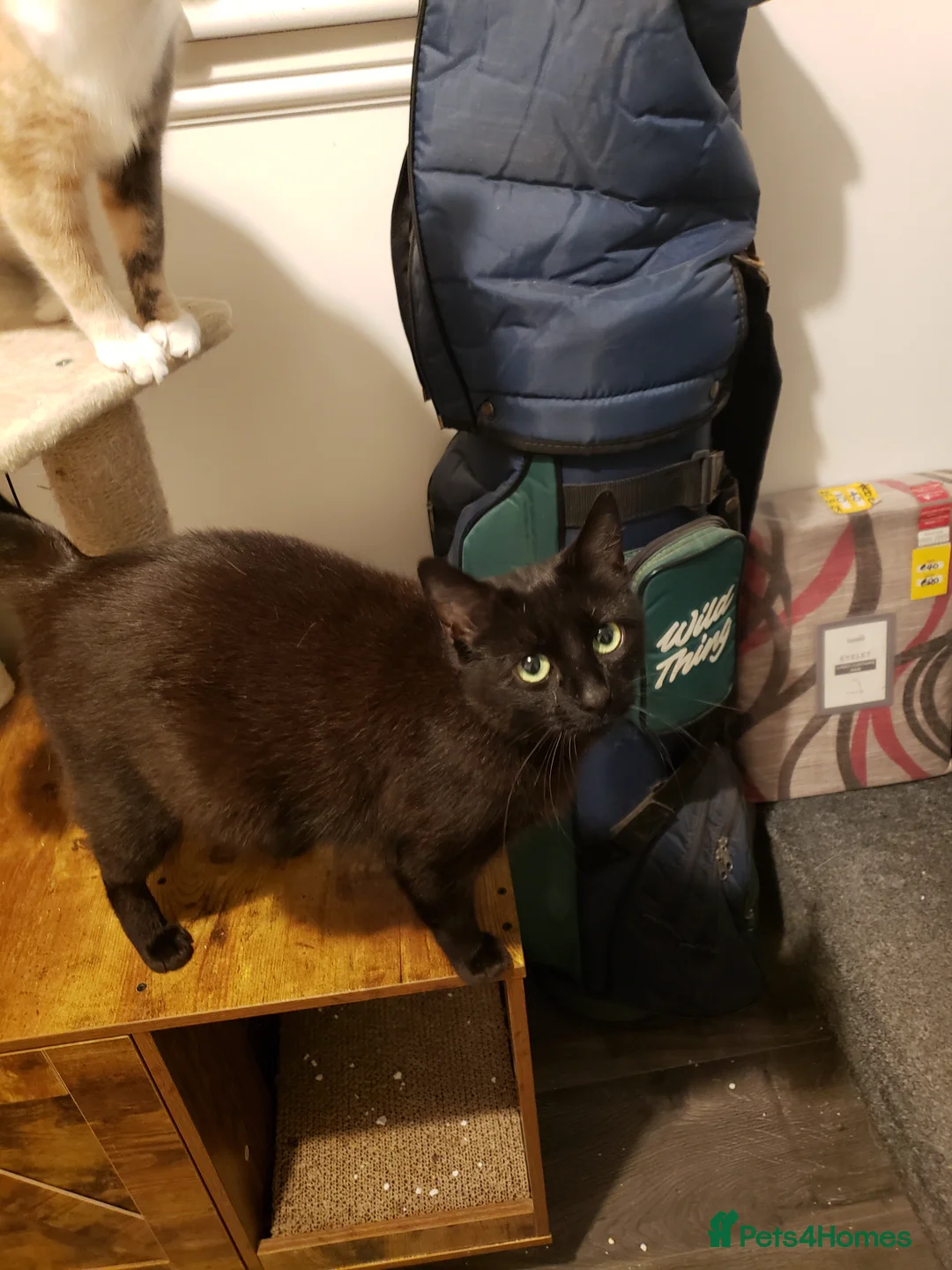 Bengal cats for sale: Bengal/Bsh cross Havana Brown kittens - Advert 2