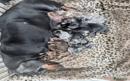 Miniature Dachshund dogs for sale: Stunning litter of Dapples 5 ⭐ Licensed Breeder - Image 12
