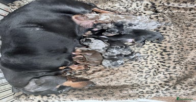 Miniature Dachshund dogs - Advert 2