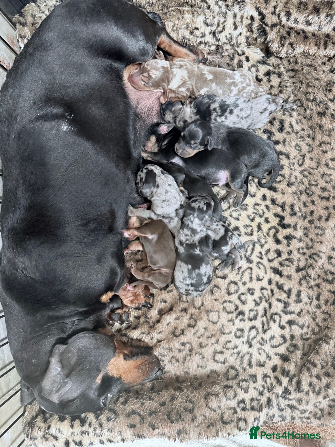 Miniature Dachshund dogs for sale: Stunning litter of Dapples 5 ⭐ Licensed Breeder - Image 12