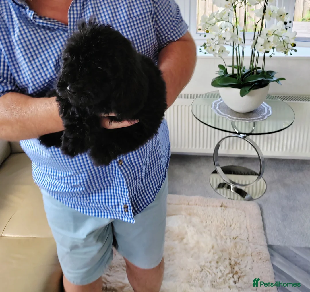 Cavapoo dogs for sale: DNA TESTED PARENTS & GRANDPARENTS TOY CAVAPOO   - Advert 27